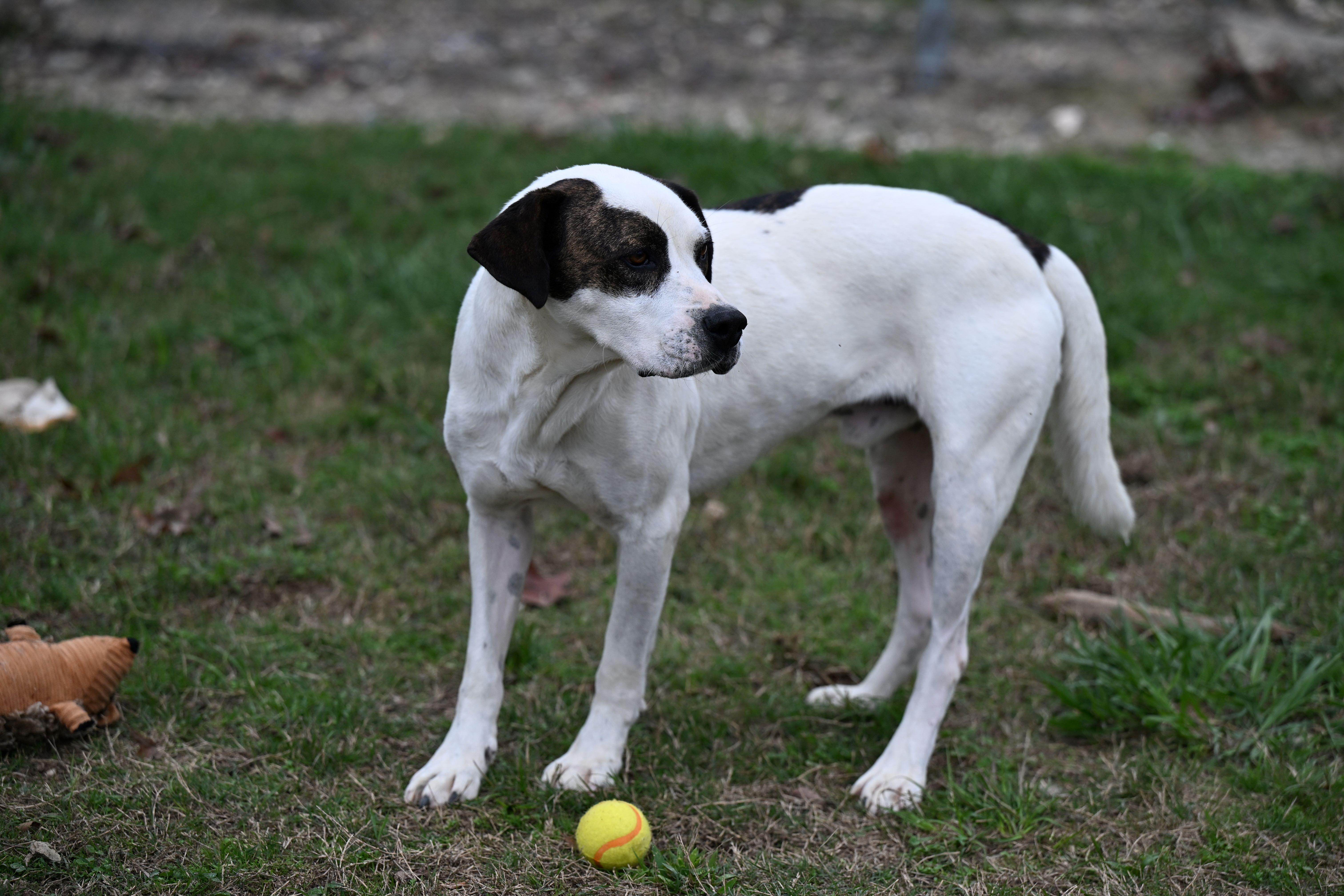 Enlarge Rex, a Adoptable mixed breed in Hot Springs, AR image 1/2
