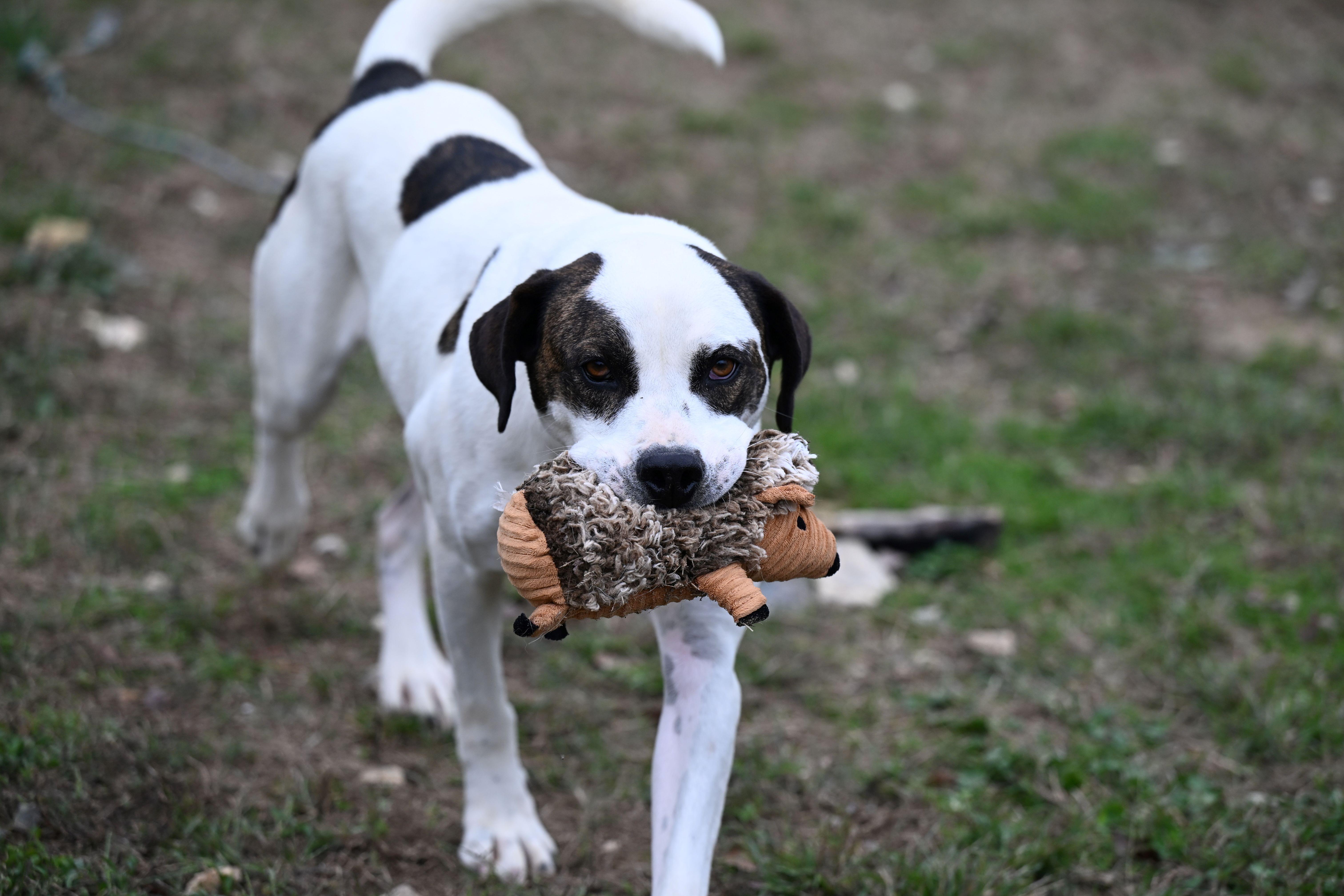 Enlarge Rex, a Adoptable mixed breed in Hot Springs, AR image 2/2