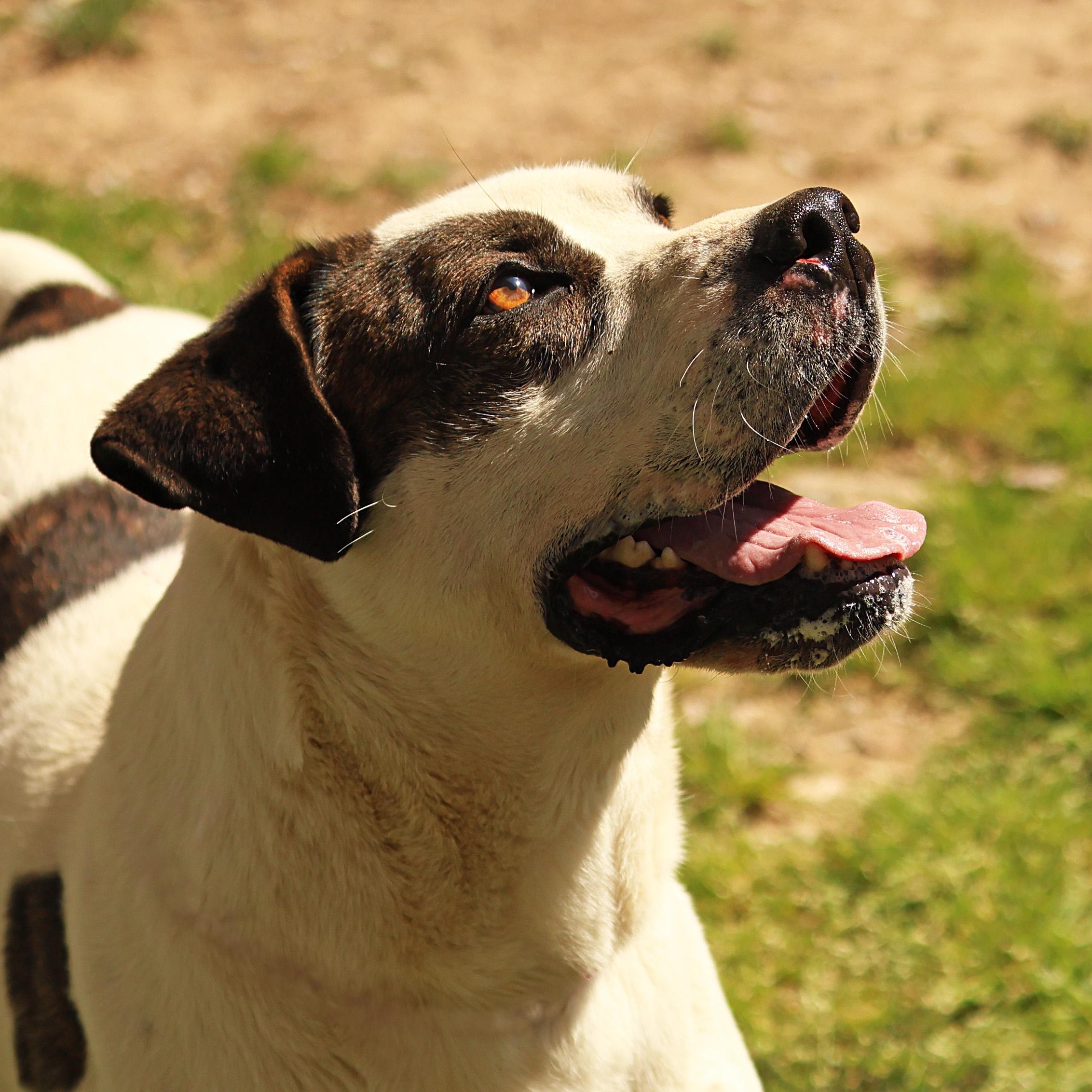 Enlarge Rex, a Adoptable mixed breed in Hot Springs, AR image 1/2