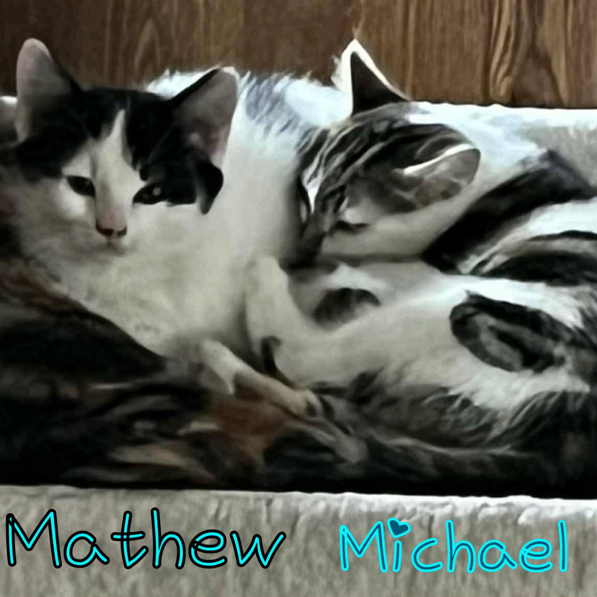 Enlarge Mathew, a ADOPTABLE Domestic Short Hair in Little Falls, NY image 1/1
