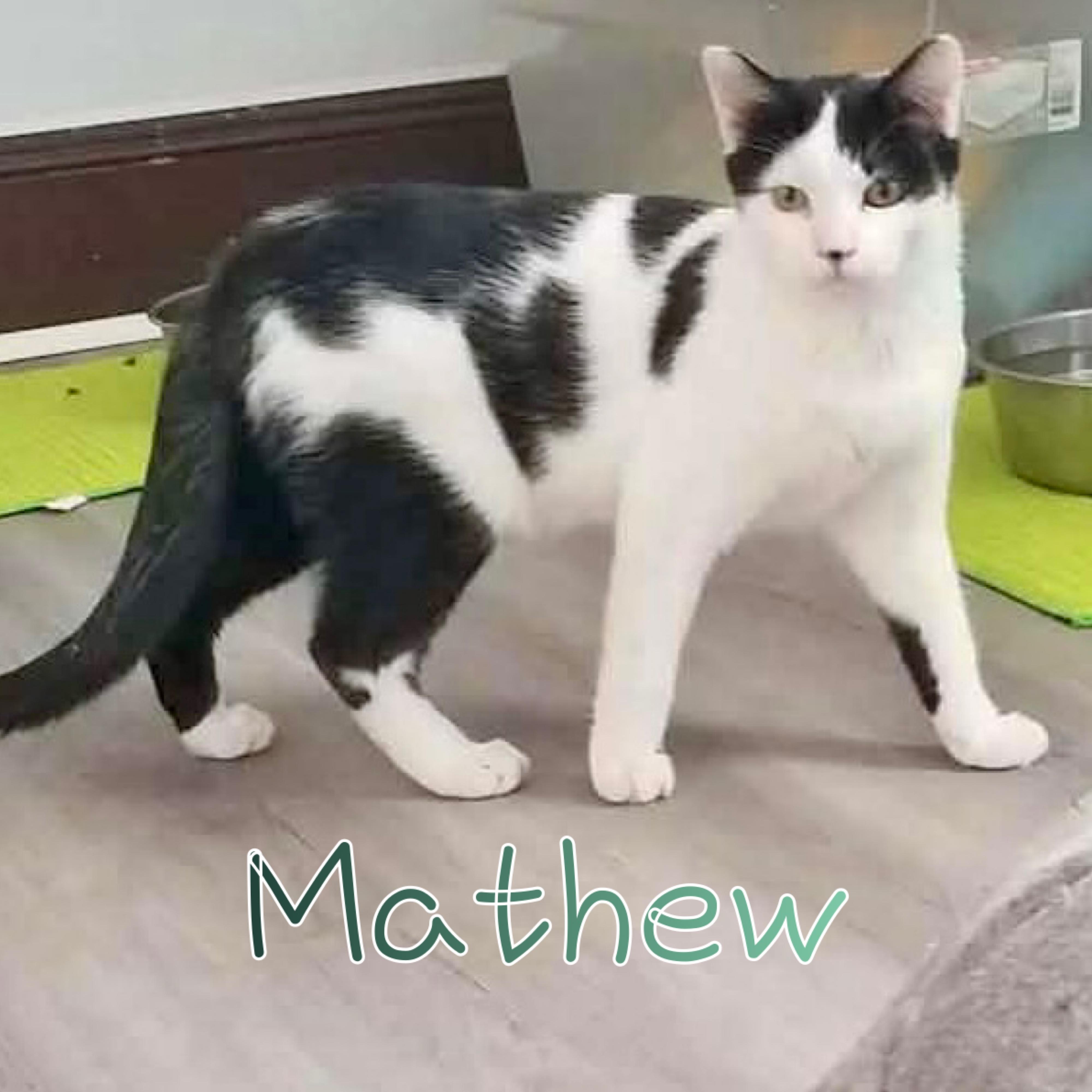 Enlarge Mathew, a ADOPTABLE Domestic Short Hair in Little Falls, NY image 1/2