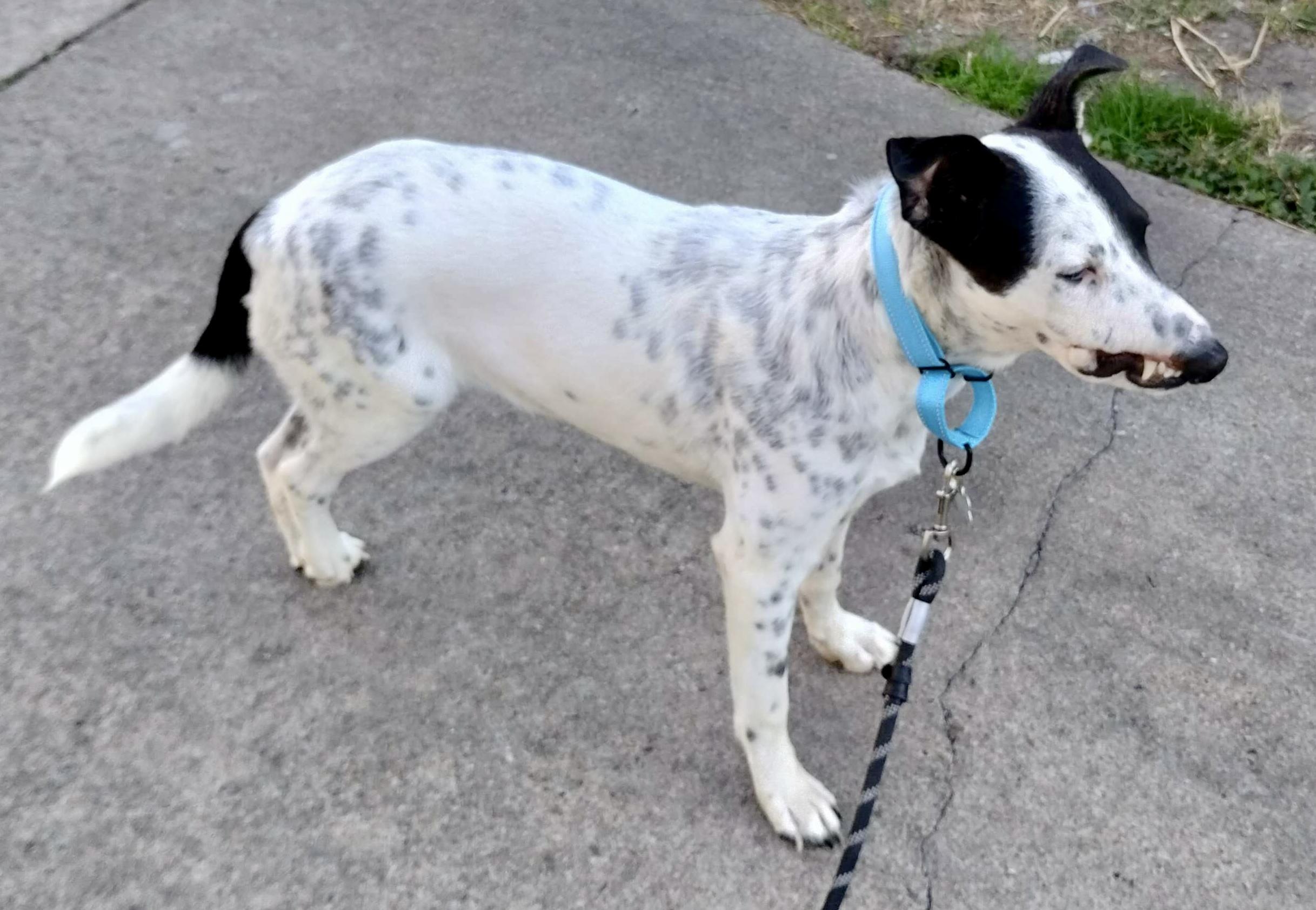 Checkers — thumbnail 2