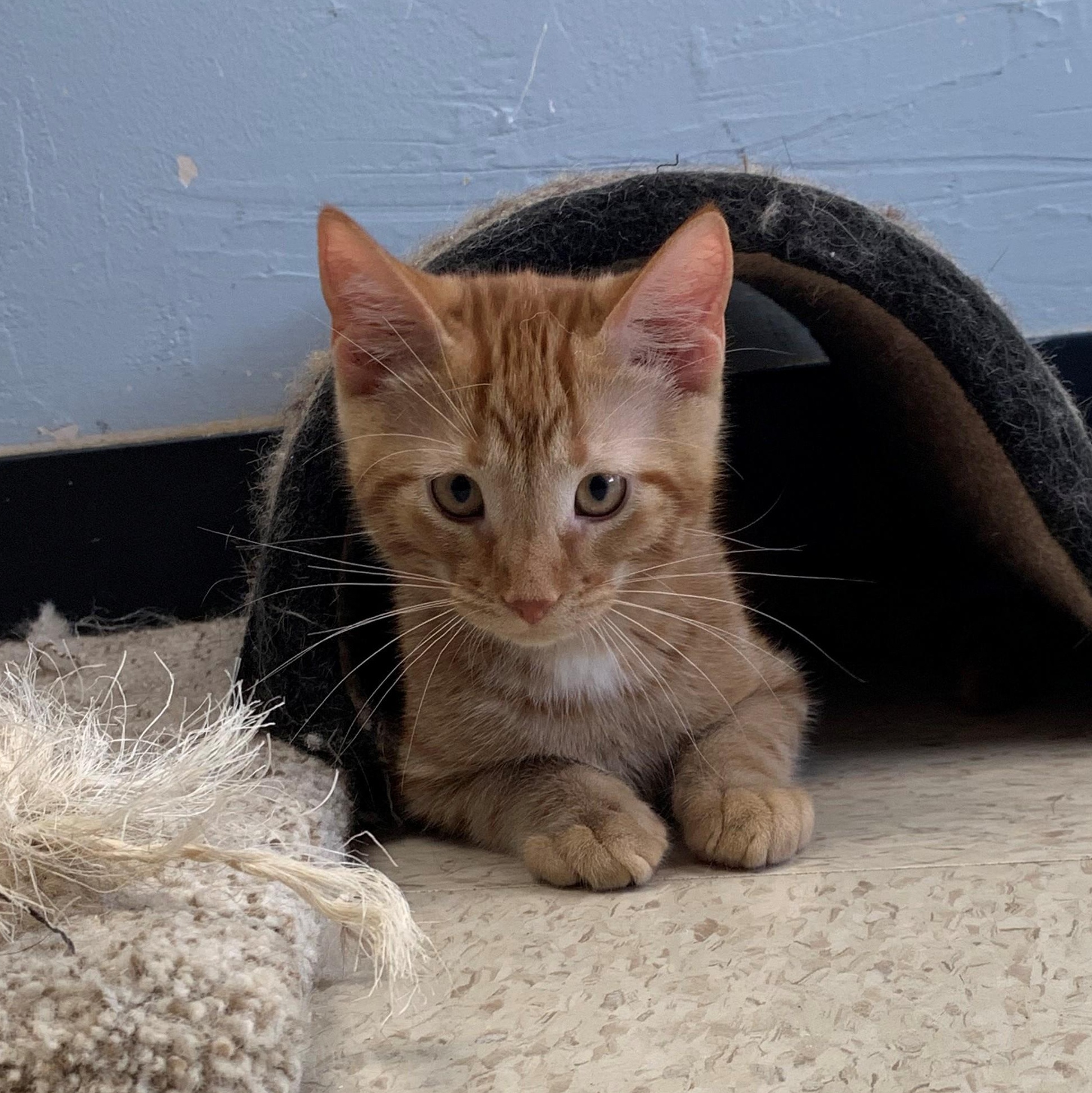 Enlarge Jack Sparrow, a Adoptable Domestic Short Hair in Brooks, AB image 3/5