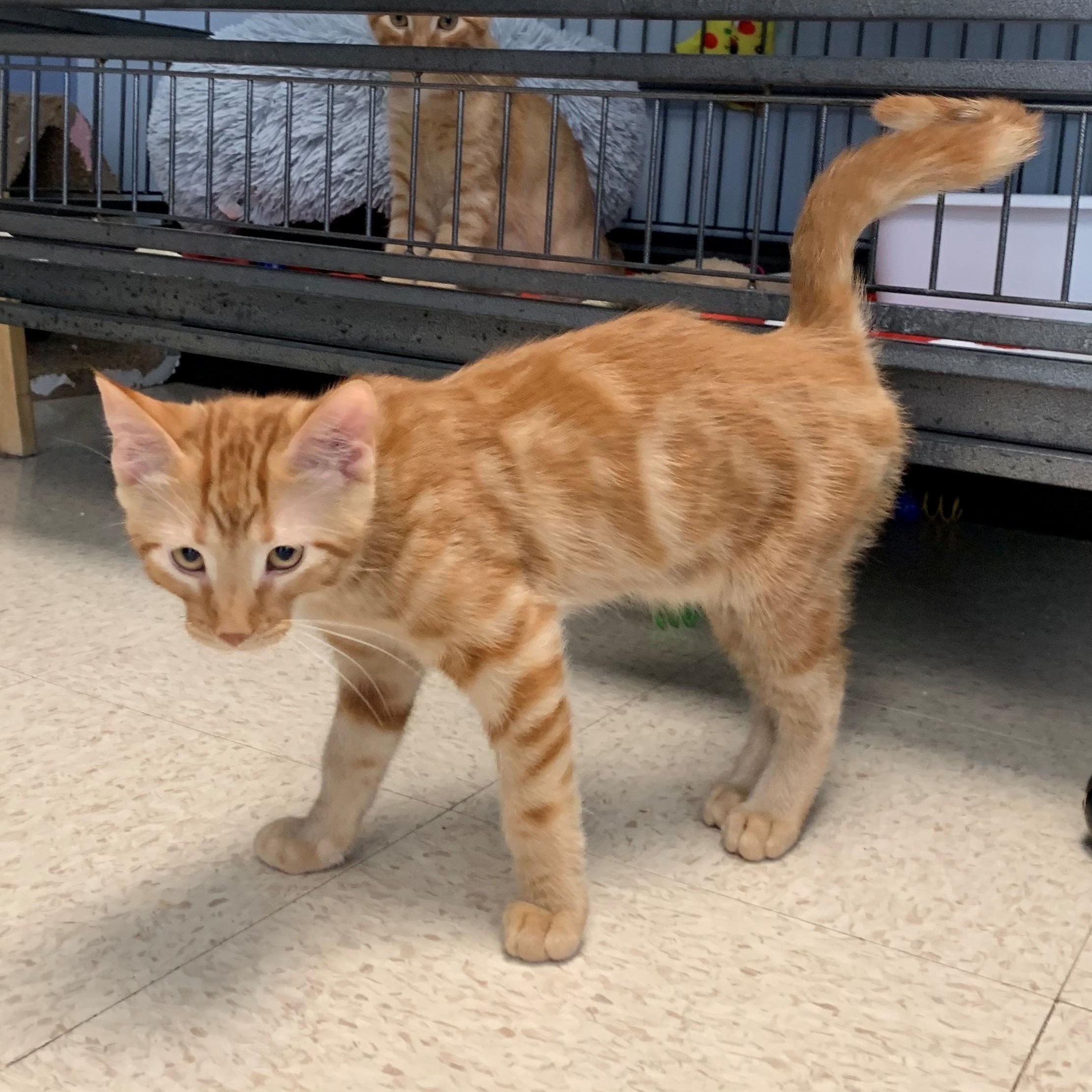Jack Sparrow, an adoptable Domestic Short Hair in Brooks, AB, T1R 1B2 | Photo Image 5