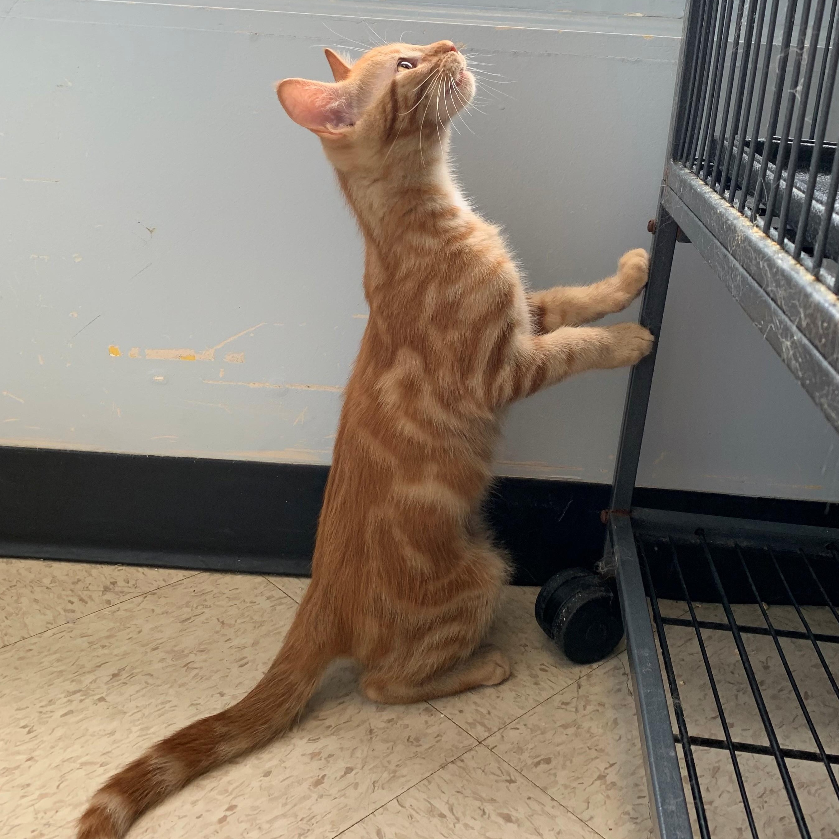 Jack Sparrow, an adoptable Domestic Short Hair in Brooks, AB, T1R 1B2 | Photo Image 4
