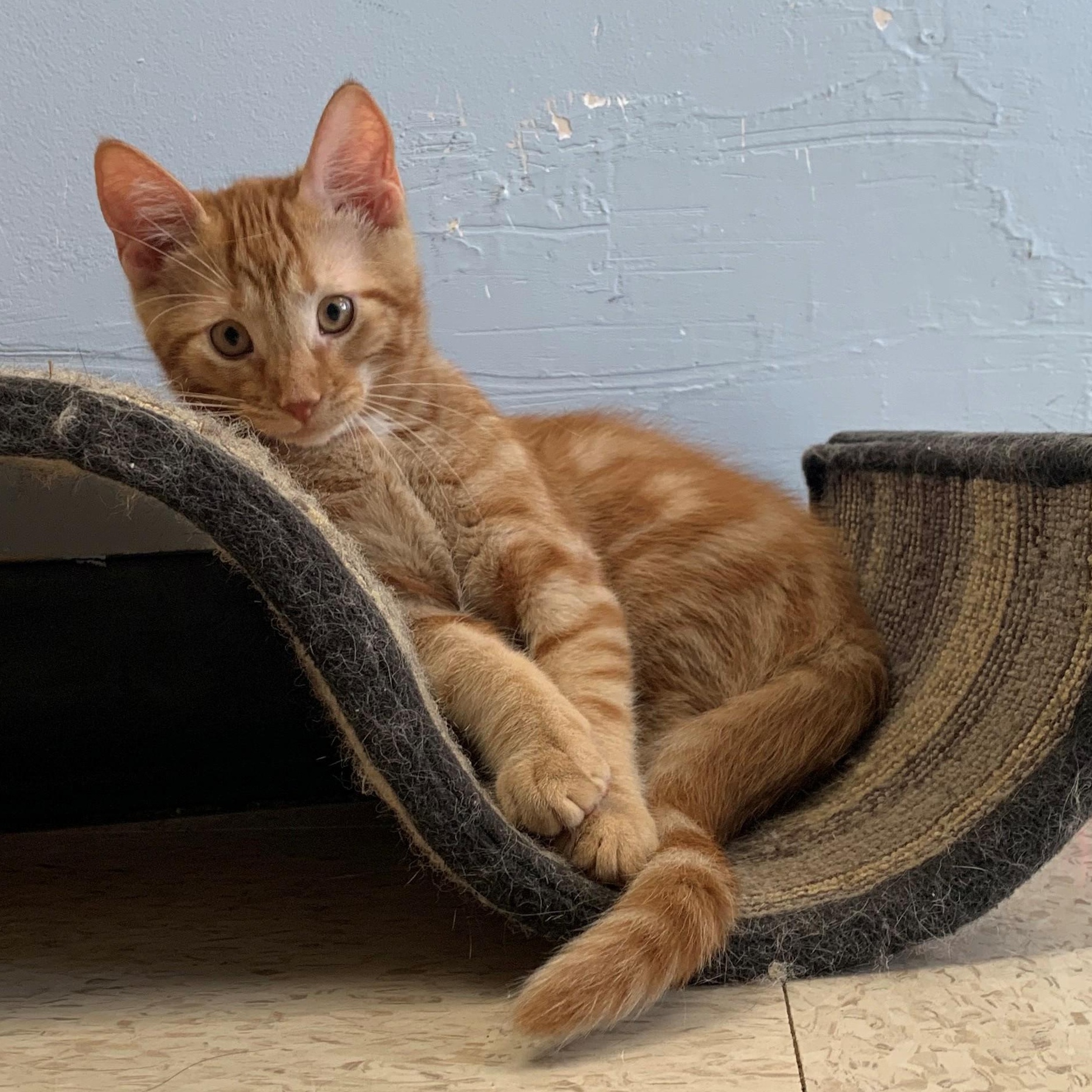 Jack Sparrow, Adoptable, Kitten Male Domestic Short Hair.