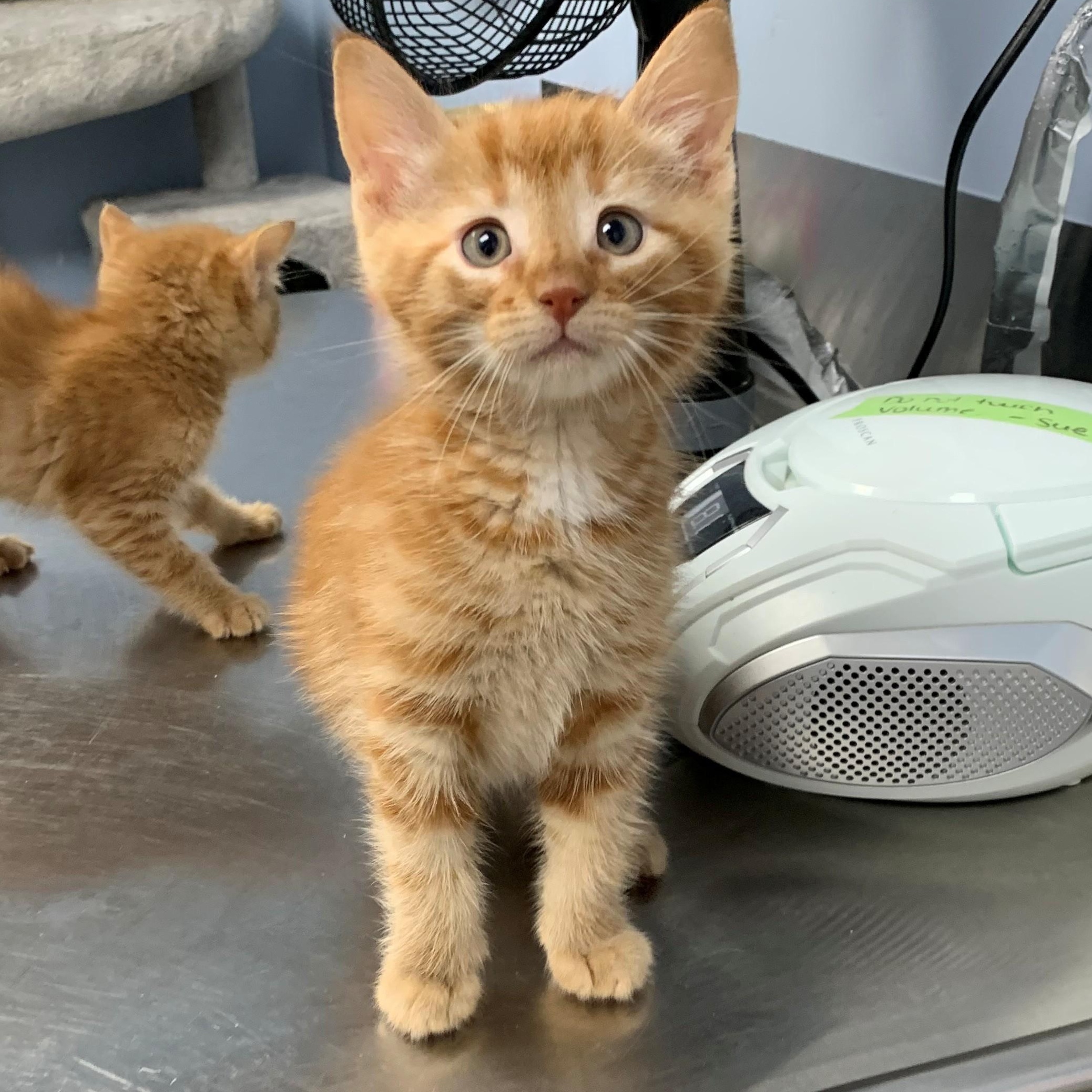 Enlarge Jack Sparrow, a Adoptable Domestic Short Hair in Brooks, AB image 2/5