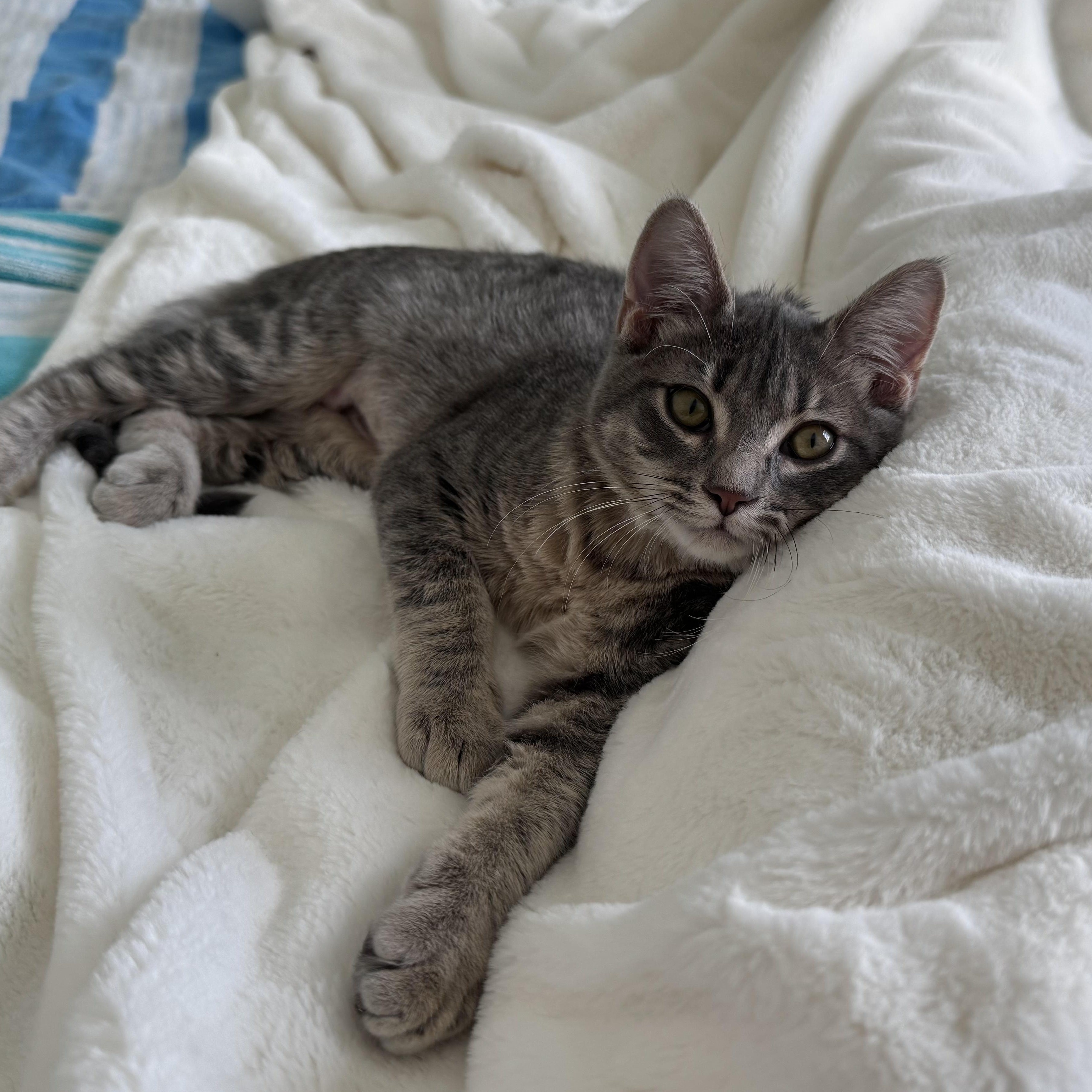 Cleo (best friends with Waylon), ADOPTABLE, Kitten Female American Shorthair & Russian Blue.