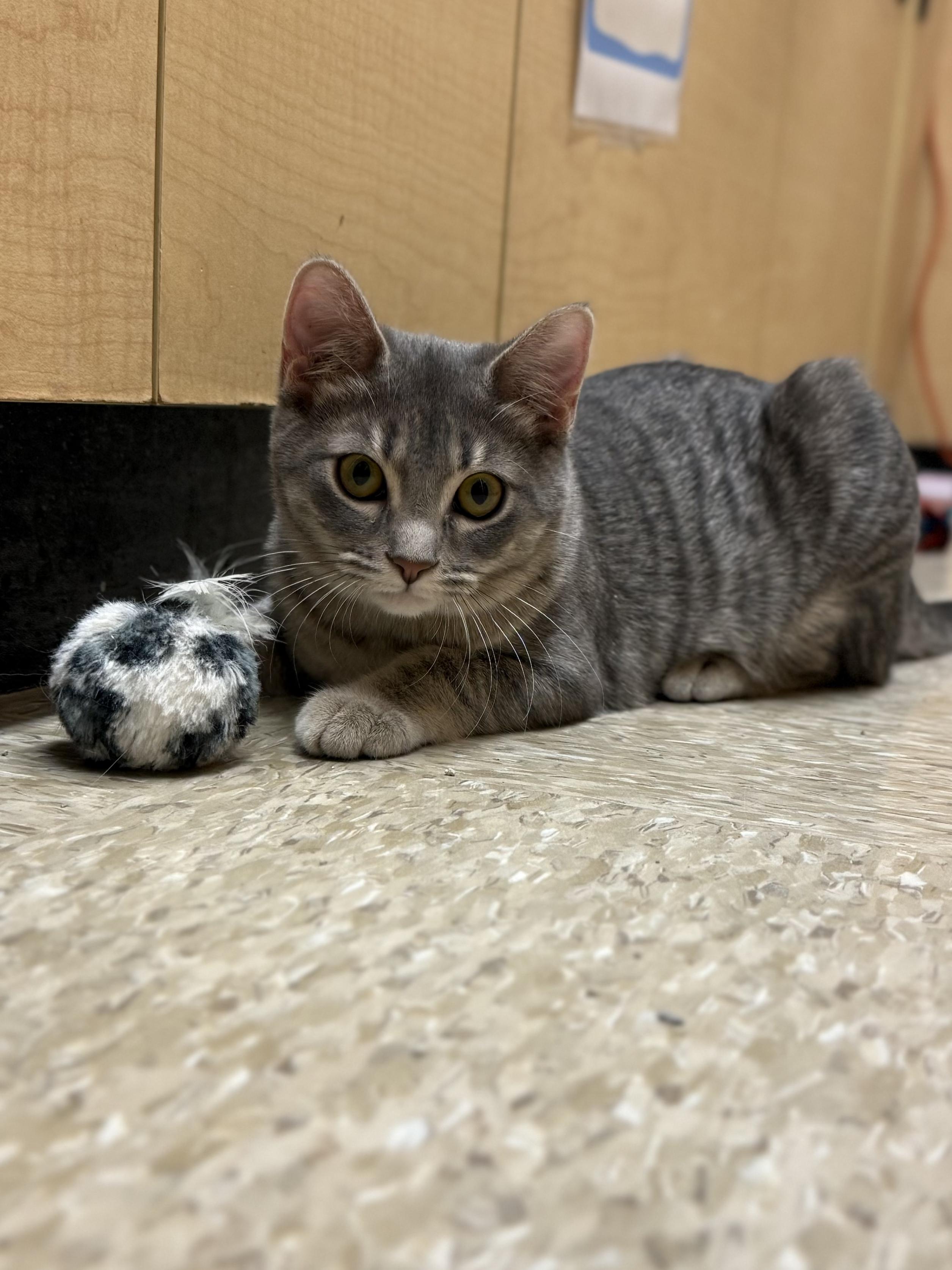 Enlarge Cleo (best friends with Waylon), a ADOPTABLE mixed breed in Austin, TX image 3/6