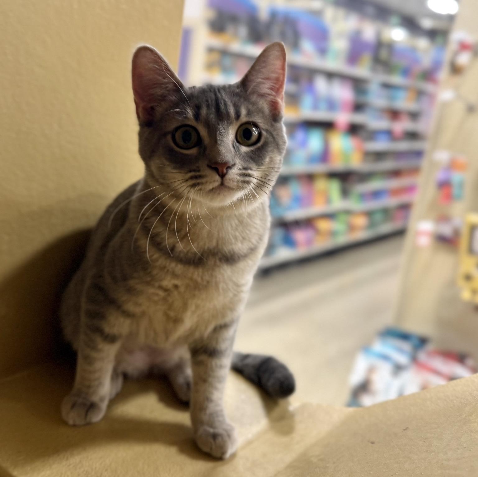 Enlarge Cleo (best friends with Waylon), a ADOPTABLE mixed breed in Austin, TX image 2/6