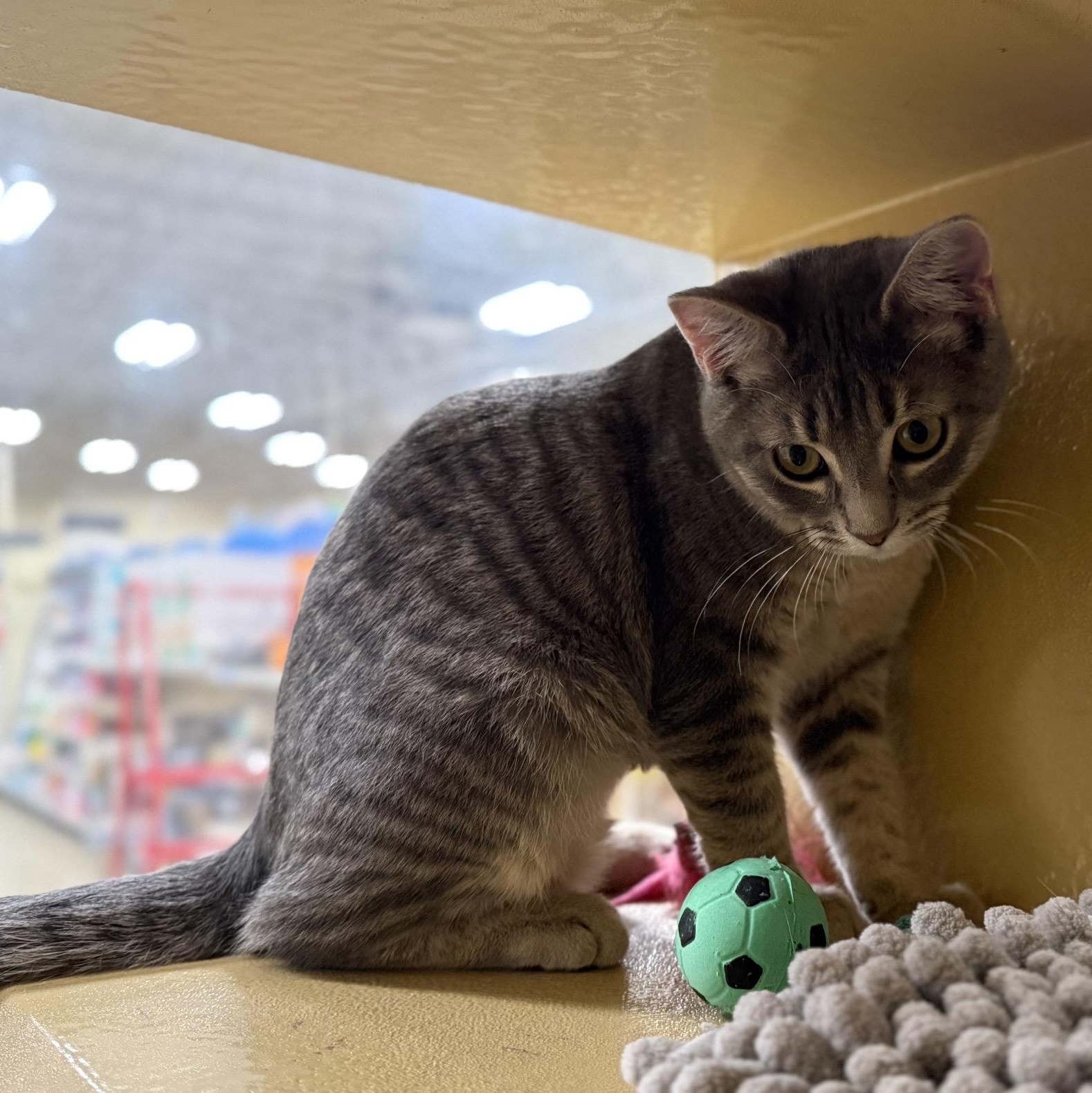 Enlarge Cleo (best friends with Waylon), a ADOPTABLE mixed breed in Austin, TX image 6/6