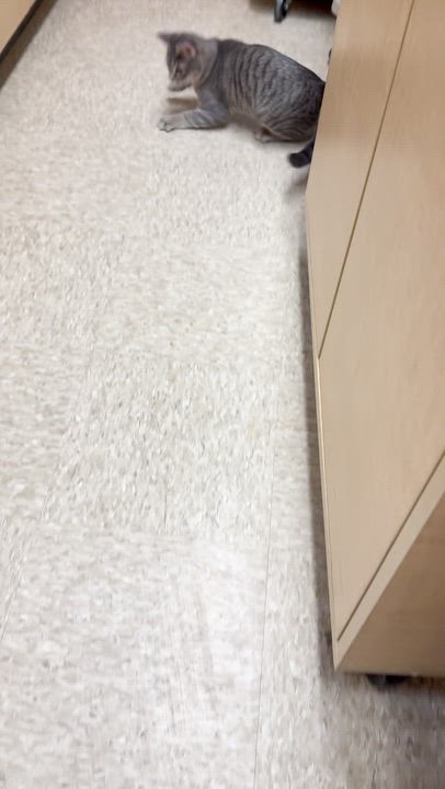 Enlarge Cleo (best friends with Waylon), a ADOPTABLE mixed breed in Austin, TX video 4/6