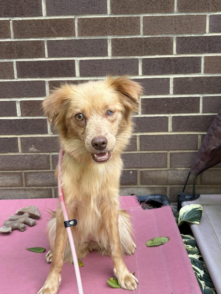 Enlarge Jolie, a Adoptable mixed breed in Jefferson Hills, PA image 1/4