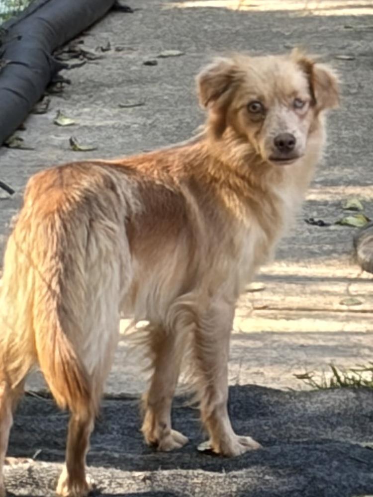 Enlarge Jolie, a Adoptable mixed breed in Jefferson Hills, PA image 4/4