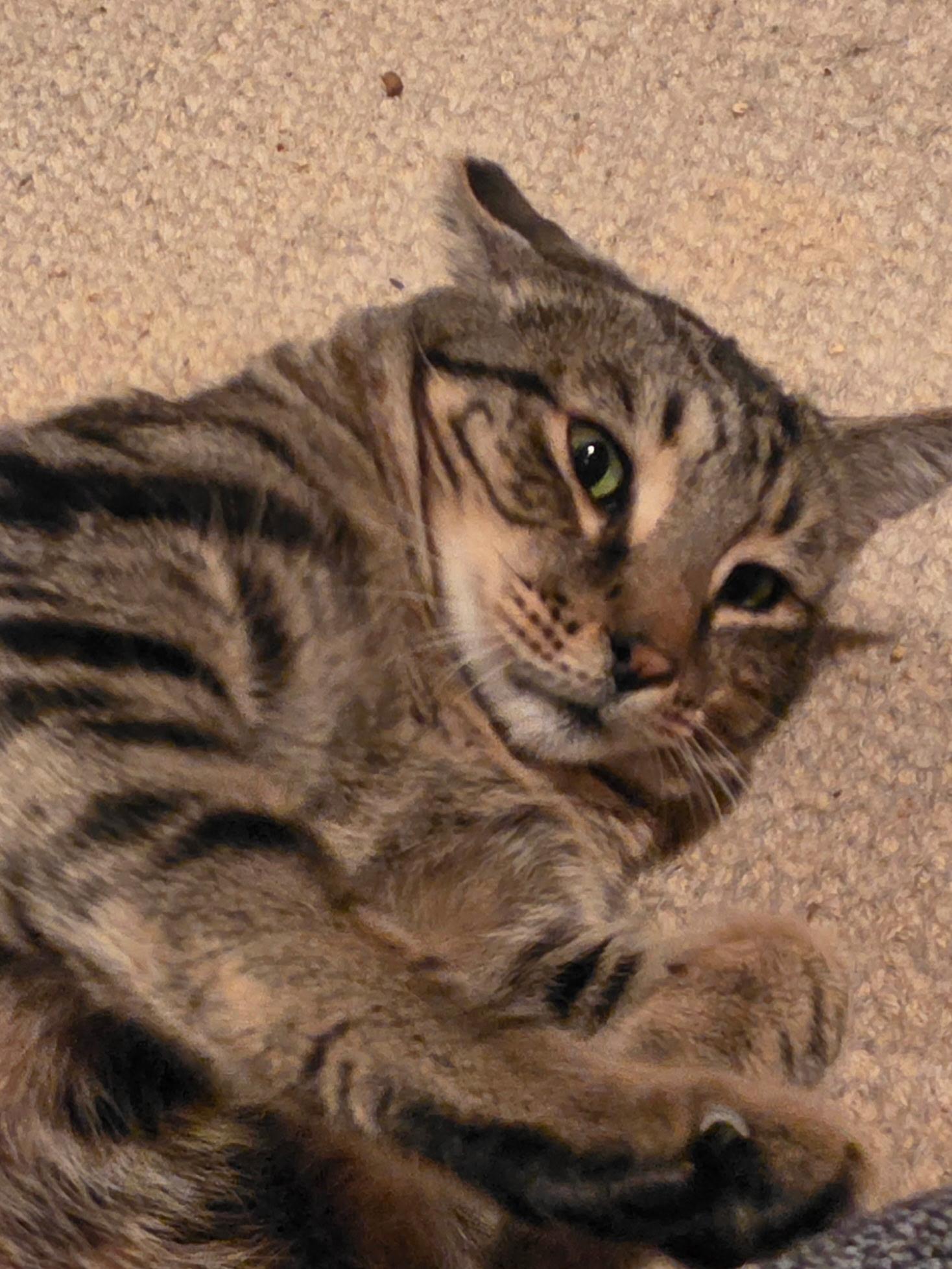 Enlarge Charlie, a Adoptable Tabby in Woodinville, WA image 3/4