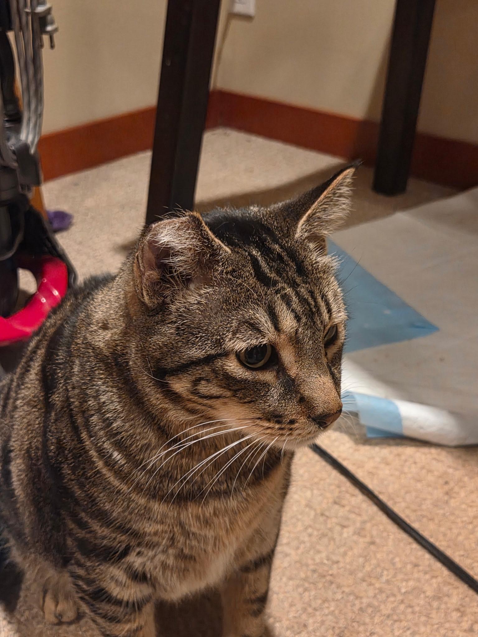 Enlarge Charlie, a Adoptable Tabby in Woodinville, WA image 2/4