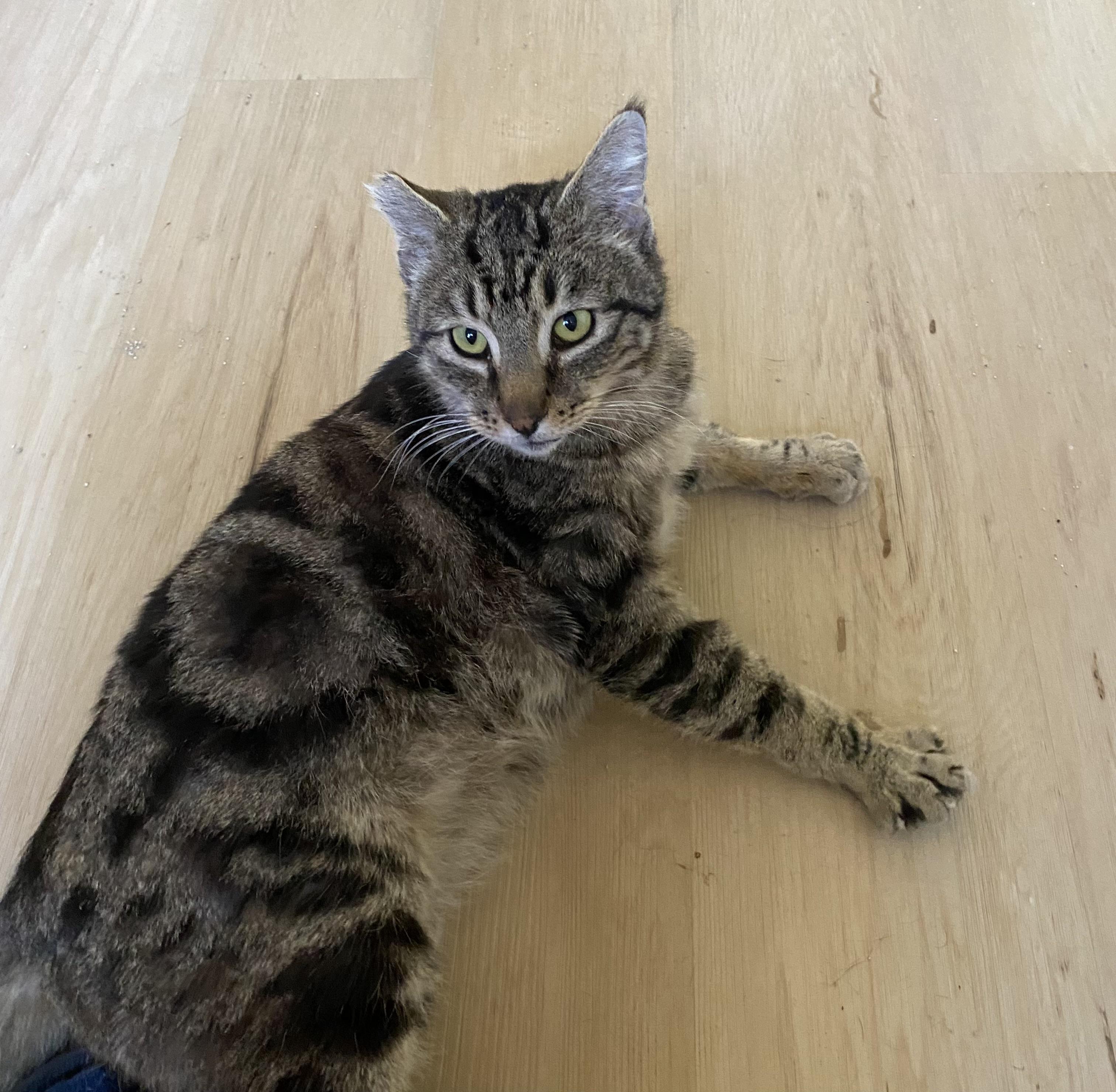 Charlie, Adoptable, Adult Male Tabby.