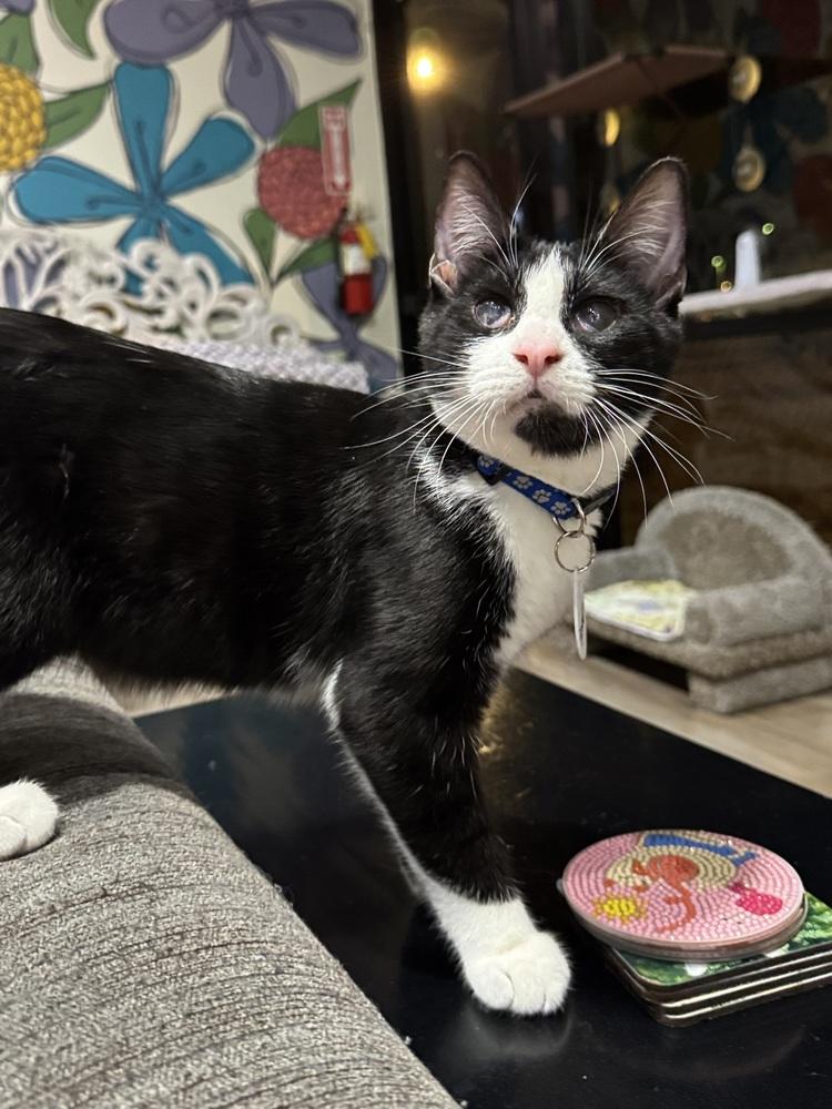 Snoop, Adoptable, Kitten Male Domestic Short Hair.