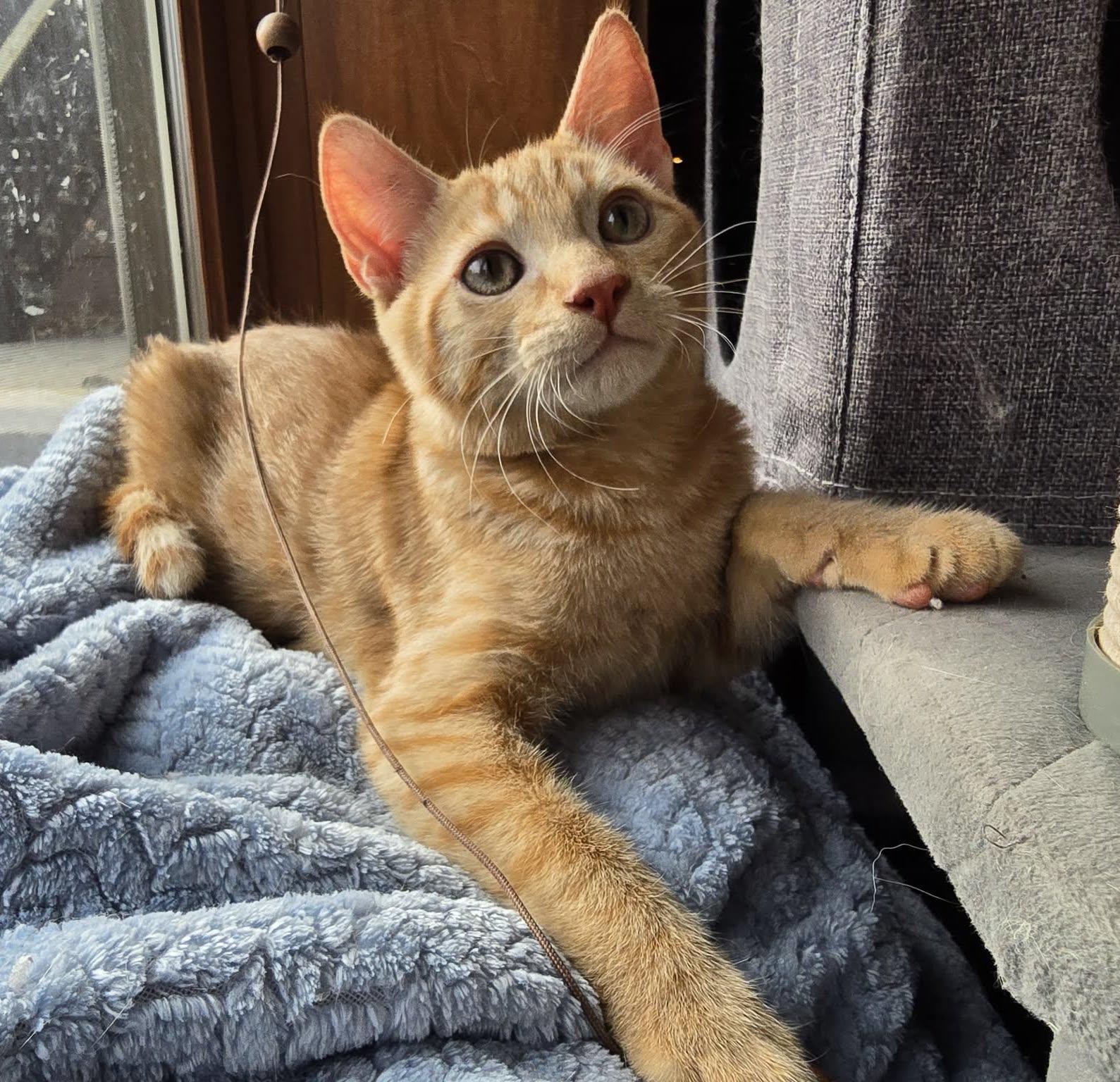 MacGyver, an adopted Domestic Short Hair in Sioux Falls, SD image 2/4