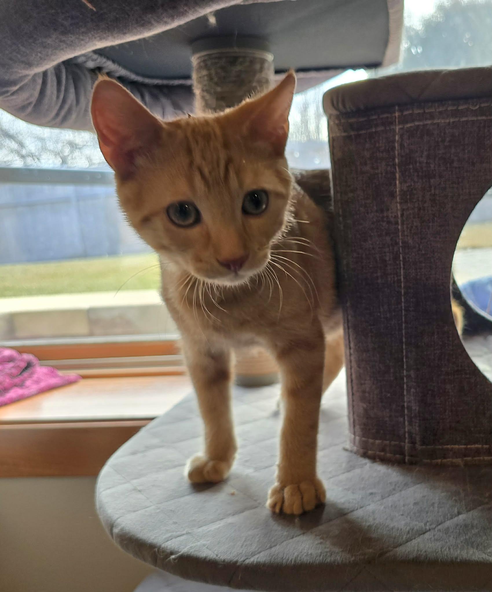 MacGyver, an adopted Domestic Short Hair in Sioux Falls, SD image 4/4