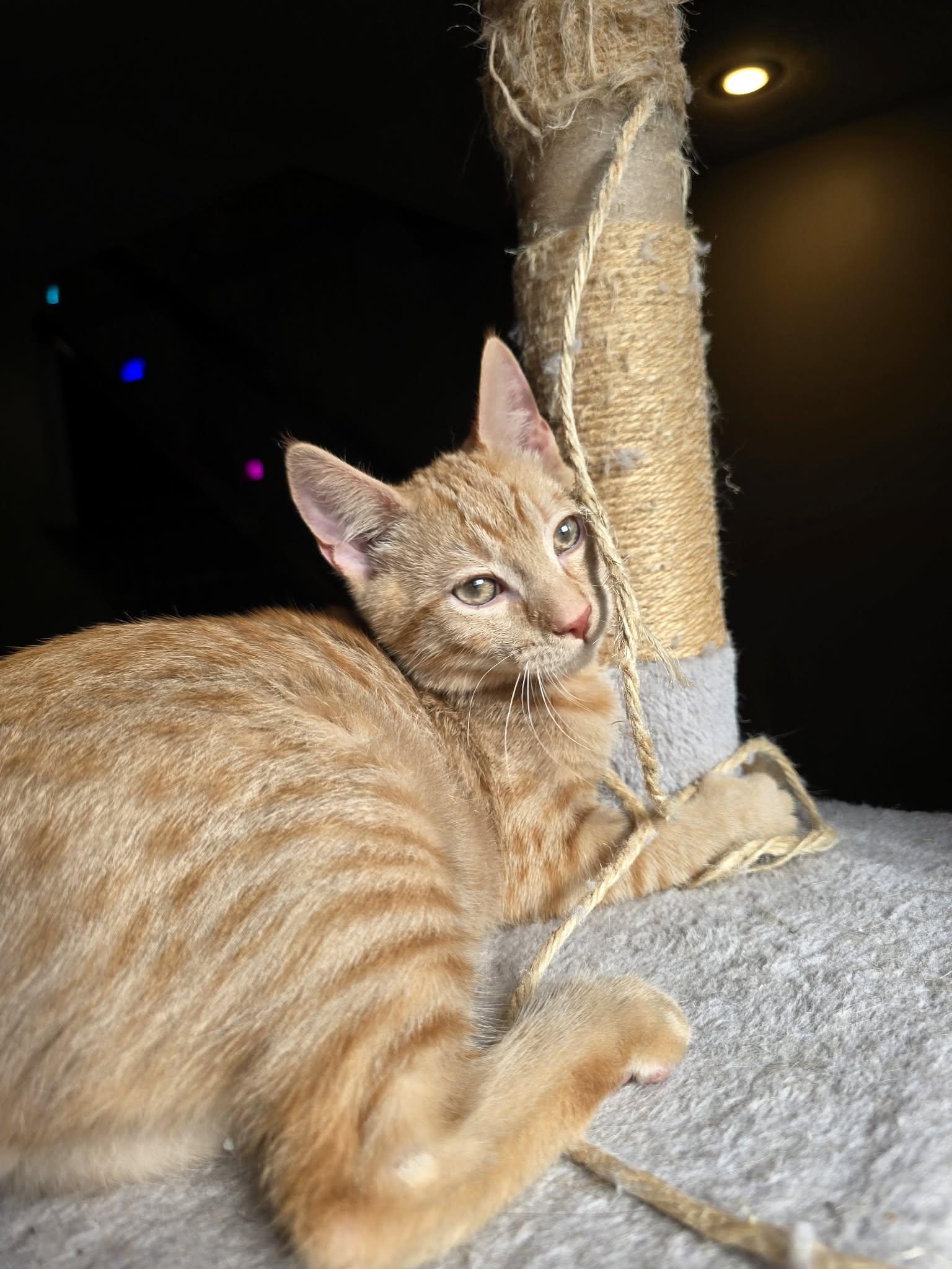 MacGyver, an adopted Domestic Short Hair in Sioux Falls, SD image 3/4