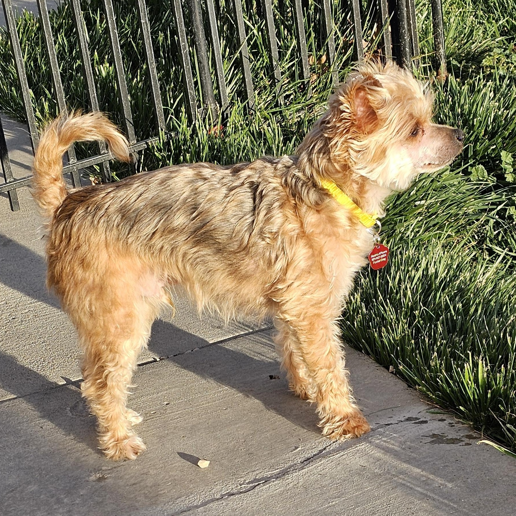 Enlarge Charlie, an adopted Morkie in West Valley, UT image 2/4