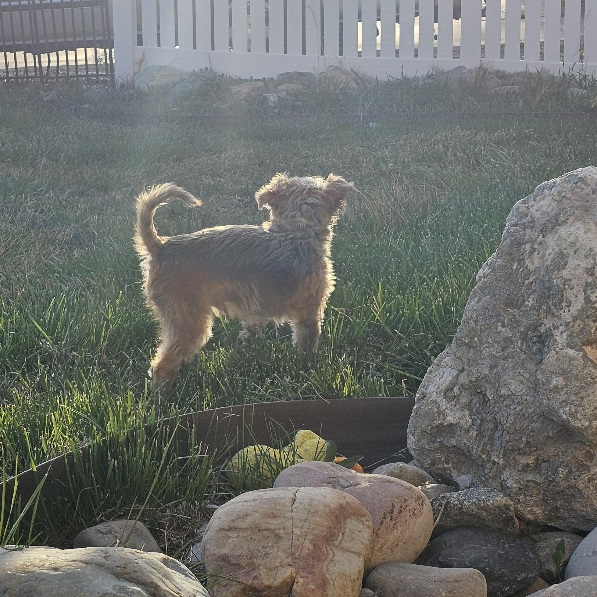 Enlarge Charlie, an adopted Morkie in West Valley, UT image 3/4