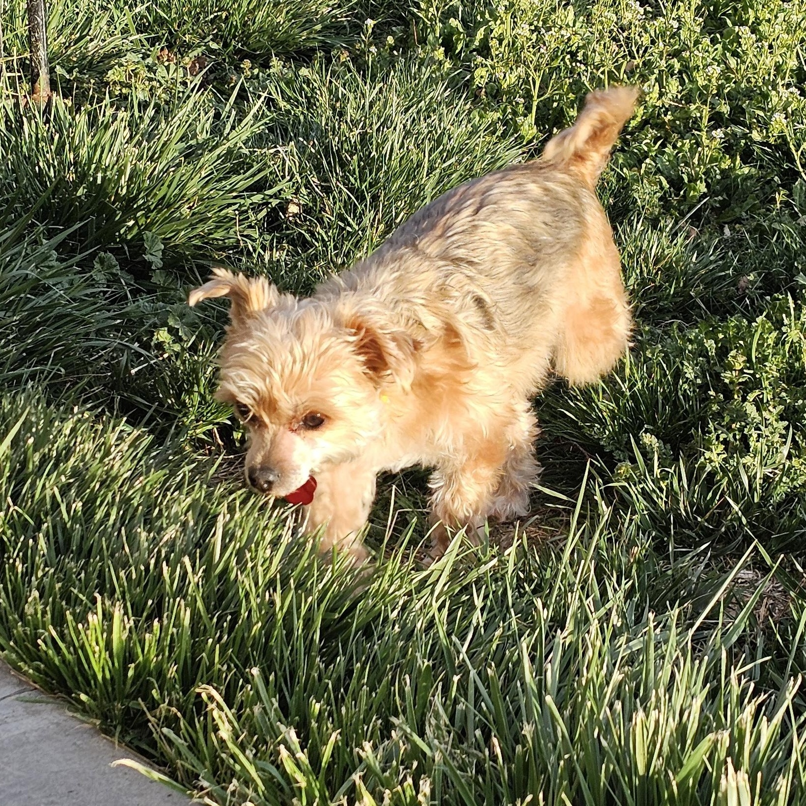 Enlarge Charlie, an adopted Morkie in West Valley, UT image 4/4