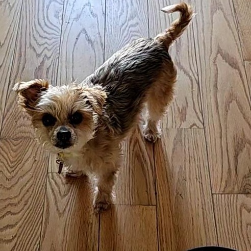 Enlarge Charlie, an adopted Morkie in West Valley, UT image 1/4