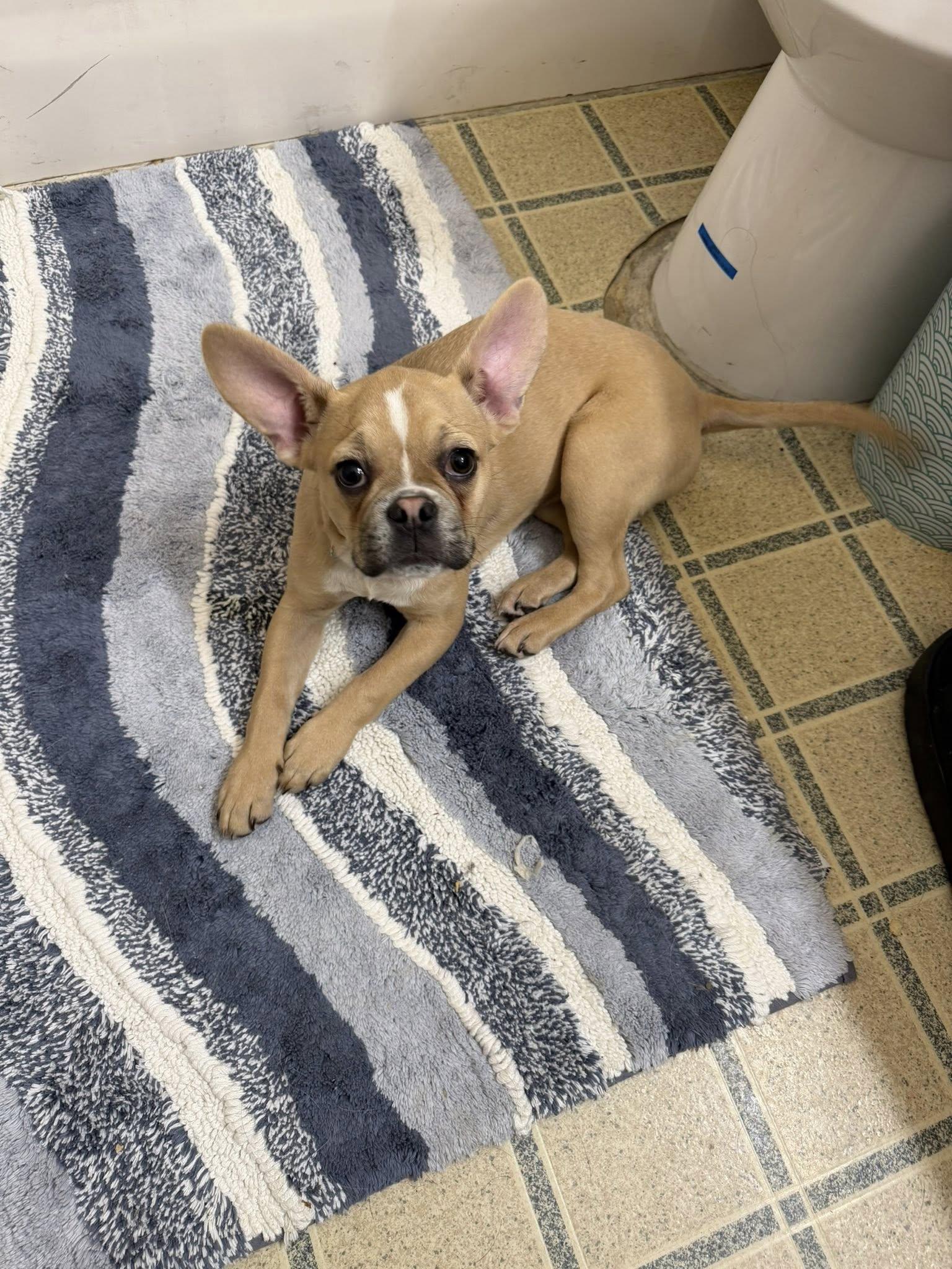 Coco, adopted, Puppy Female Boston Terrier.