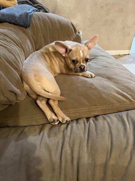 Enlarge Coco, an adopted mixed breed in Las Vegas, NV image 2/2