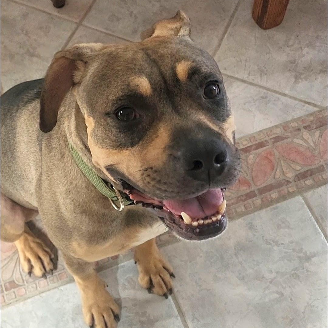 Charlie, big hearted boy, Adoptable, Young Male Mixed Breed & Boxer.