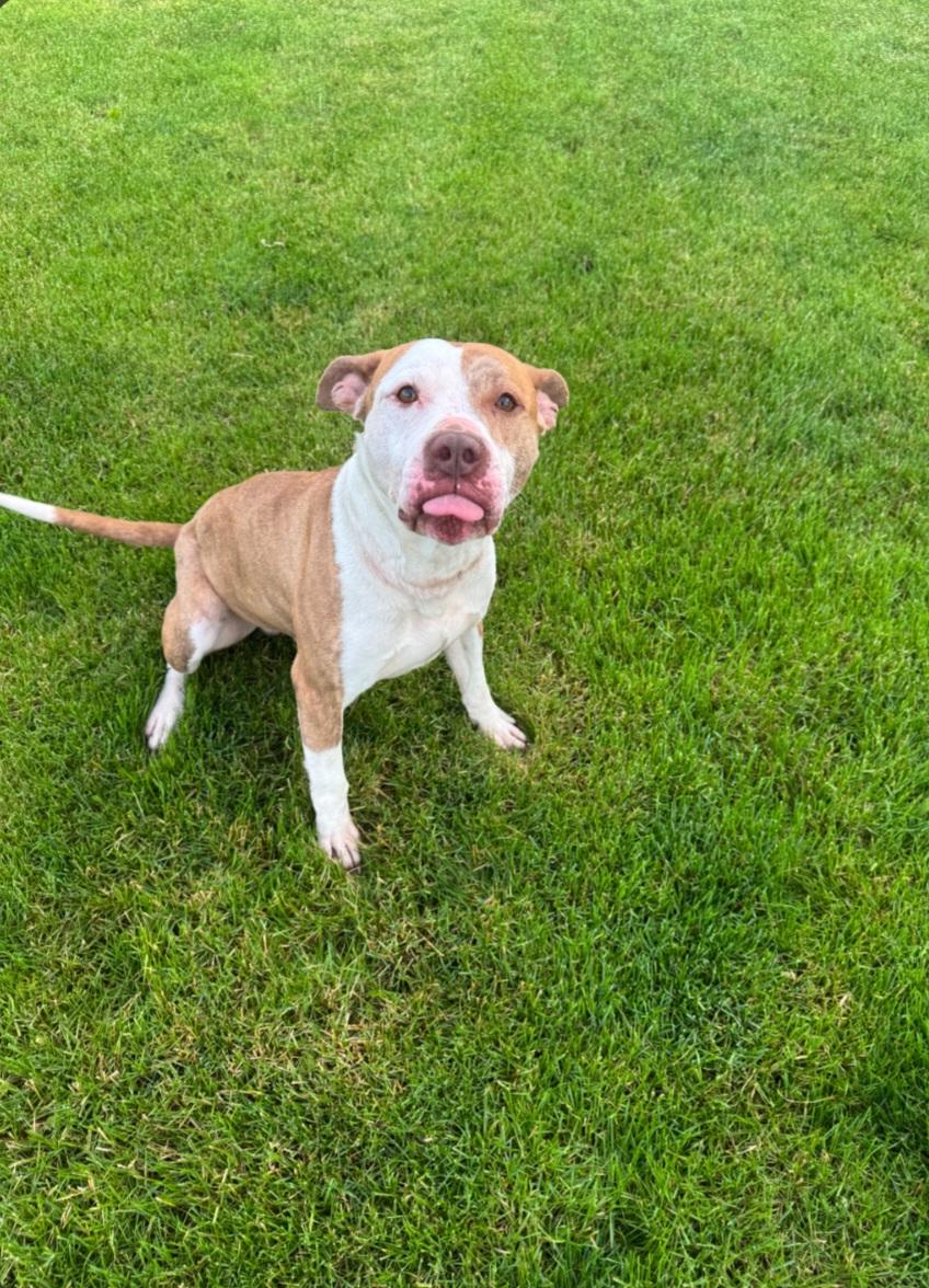 Enlarge Sable, a ADOPTABLE Pit Bull Terrier in Liberty Center, OH image 2/2