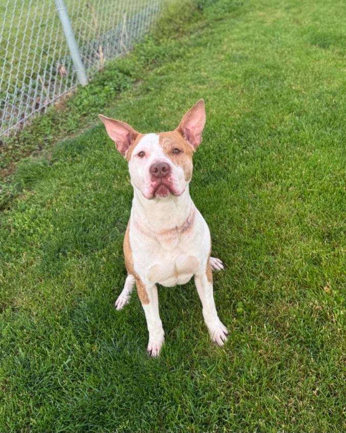 Enlarge Sable, a ADOPTABLE Pit Bull Terrier in Liberty Center, OH image 1/2