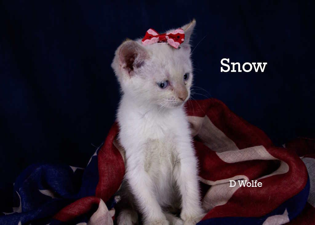 Snow, an adopted mixed breed in York, NE image 4/4