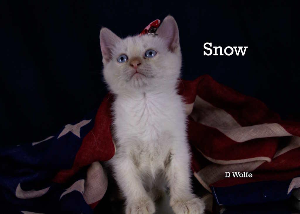 Snow, an adopted mixed breed in York, NE image 1/4