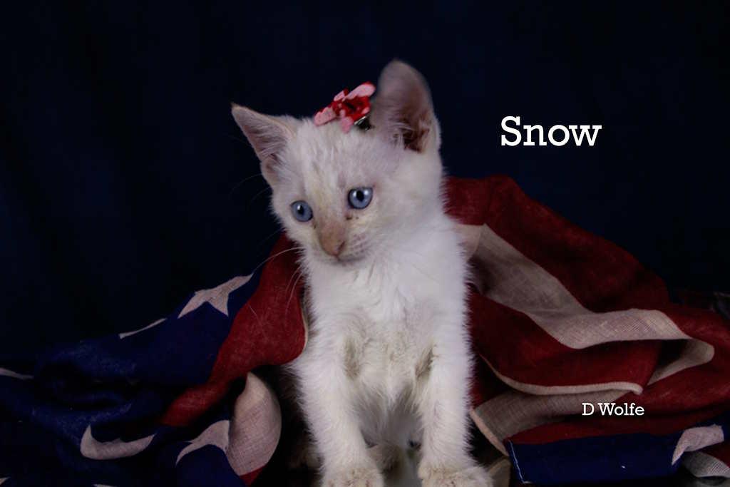 Snow, an adopted mixed breed in York, NE image 2/4