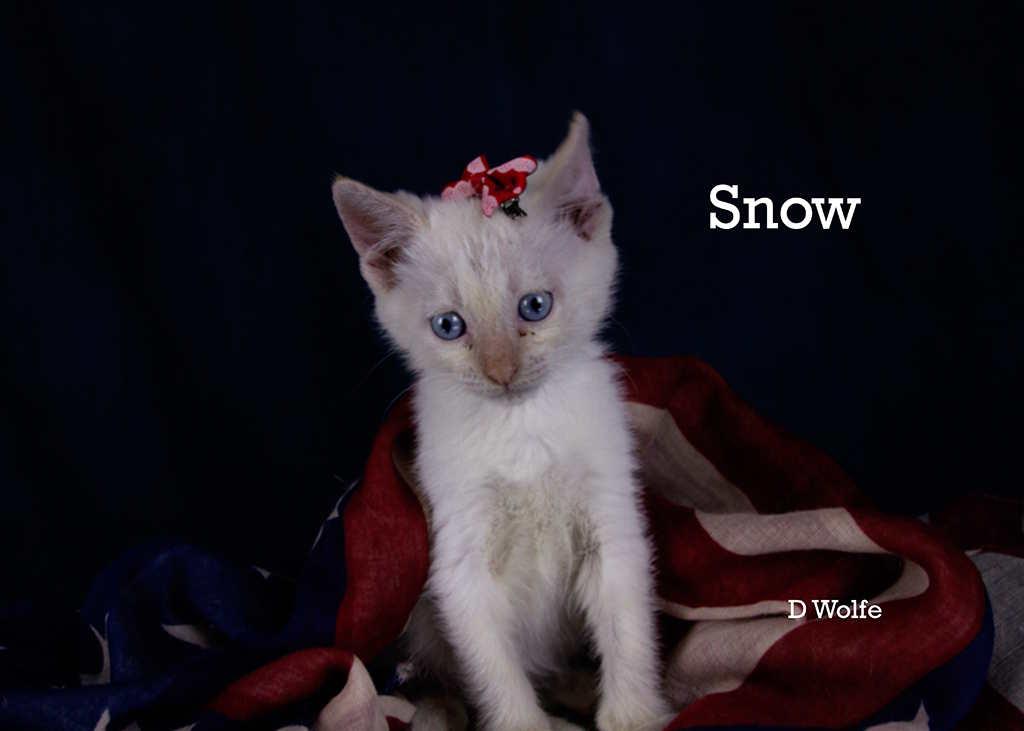 Snow, an adopted mixed breed in York, NE image 3/4