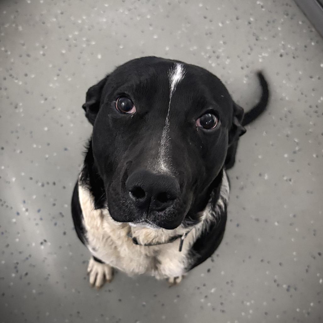 Niko, Adoptable, Young Male Shepherd & Terrier.