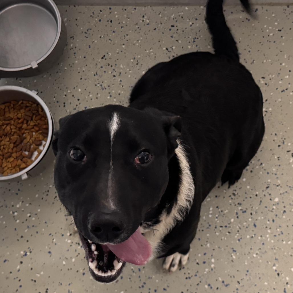 Enlarge Niko, a Adoptable mixed breed in Marion, VA image 1/1