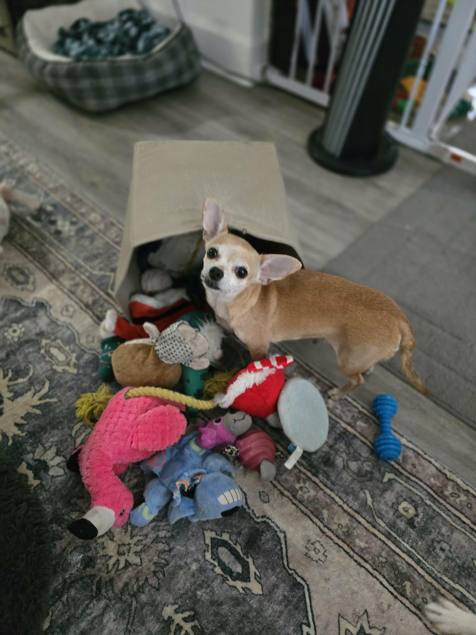 Enlarge Maura Raine, a Adopted Chihuahua in Salt Lake City, UT image 1/3