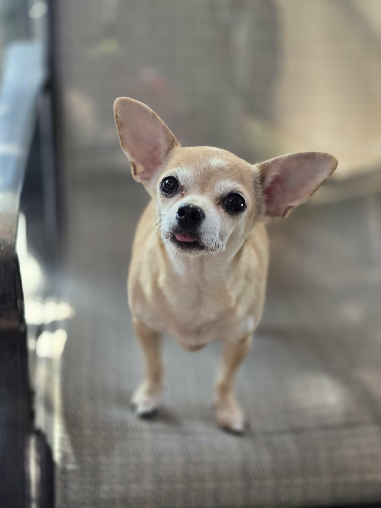 Enlarge Maura Raine, a Adopted Chihuahua in Salt Lake City, UT image 2/3