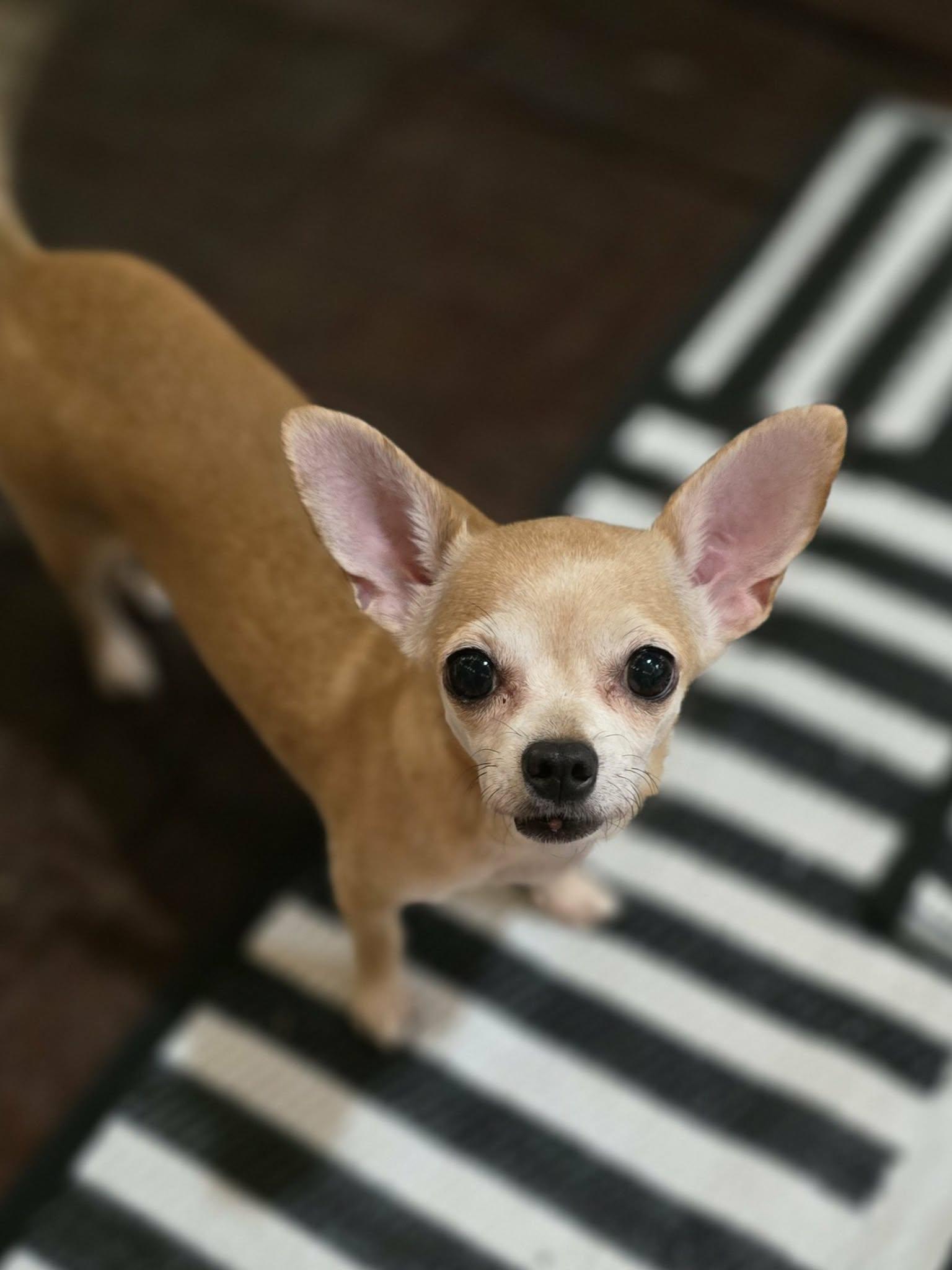 Enlarge Maura Raine, a Adopted Chihuahua in Salt Lake City, UT image 3/3