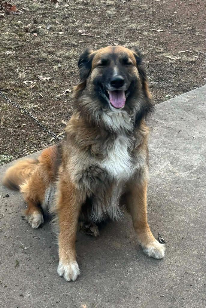 Trixie, Adoptable, Adult Female German Shepherd Dog & Australian Shepherd.