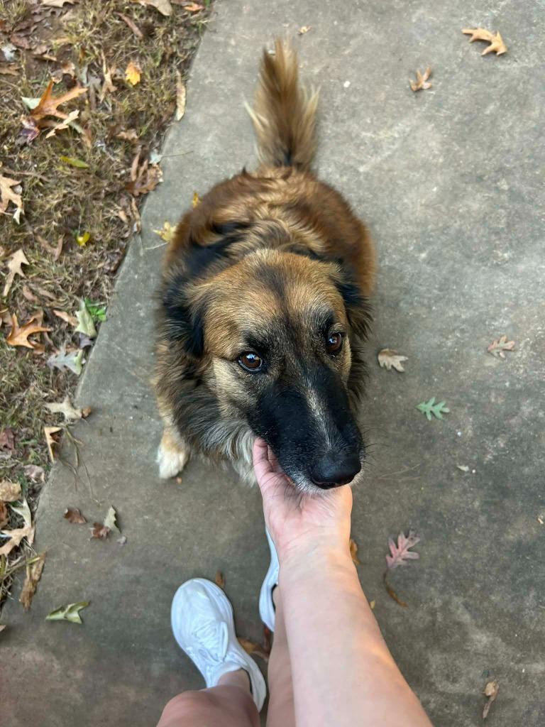 Trixie, Adoptable, Adult Female German Shepherd Dog & Australian Shepherd.