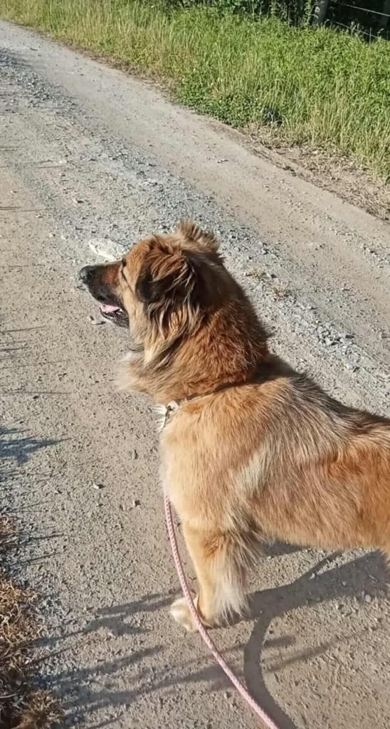 Trixie, Adoptable, Adult Female German Shepherd Dog & Australian Shepherd.