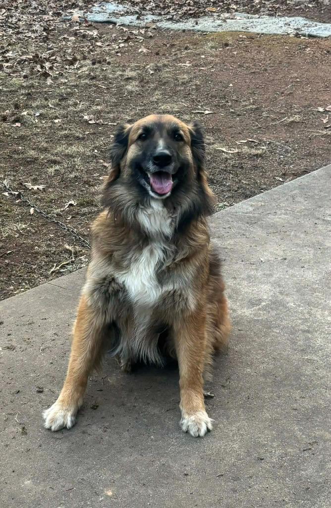 Enlarge Trixie, a Adoptable mixed breed in Waxhaw, NC image 4/6