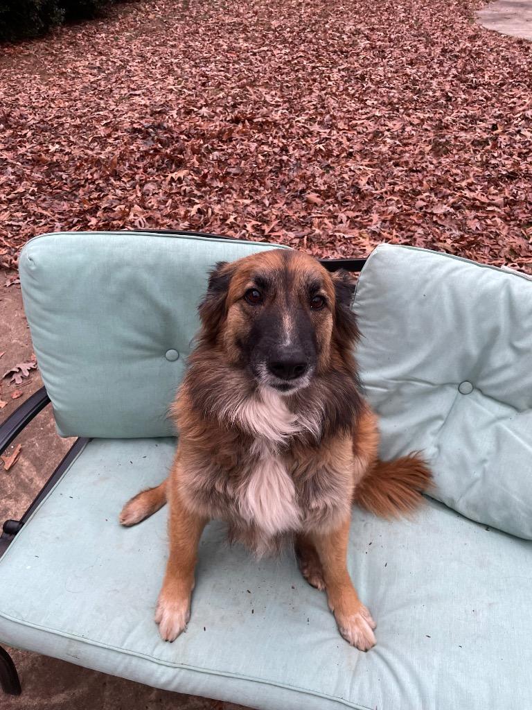 Enlarge Trixie, a Adoptable mixed breed in Waxhaw, NC image 5/6