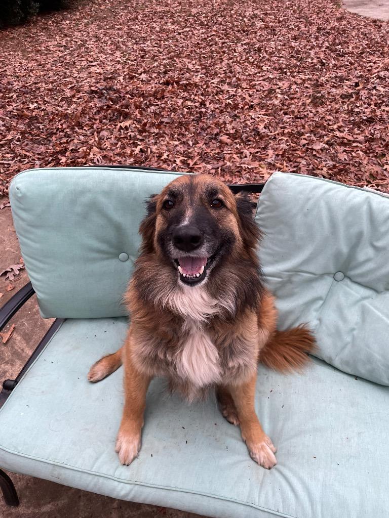 Enlarge Trixie, a Adoptable mixed breed in Waxhaw, NC image 2/3