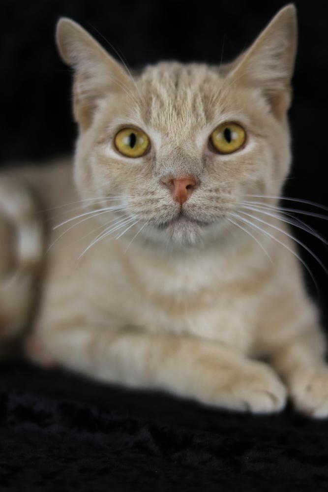 Enlarge Jake from State Farm, a Adoptable Domestic Short Hair in Lewisburg, TN image 1/6